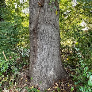 Withered Vines - Poison Ivy Removal place picture
