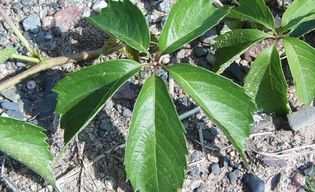 640px-Virginia_Creeper_plant