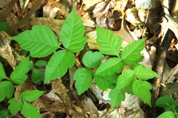 Poison ivy Cropped