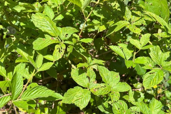 Wild blackberries