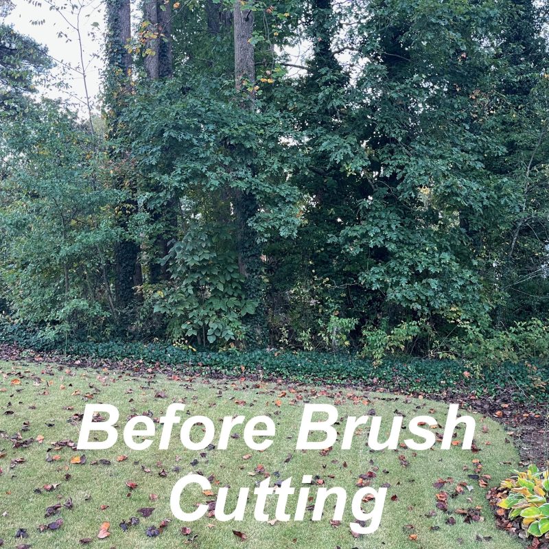 Withered Vines - 04a