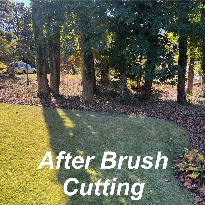 Withered Vines - 04b