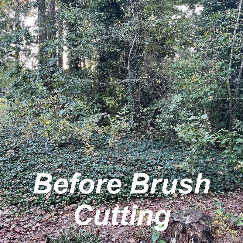 Withered Vines - 05a