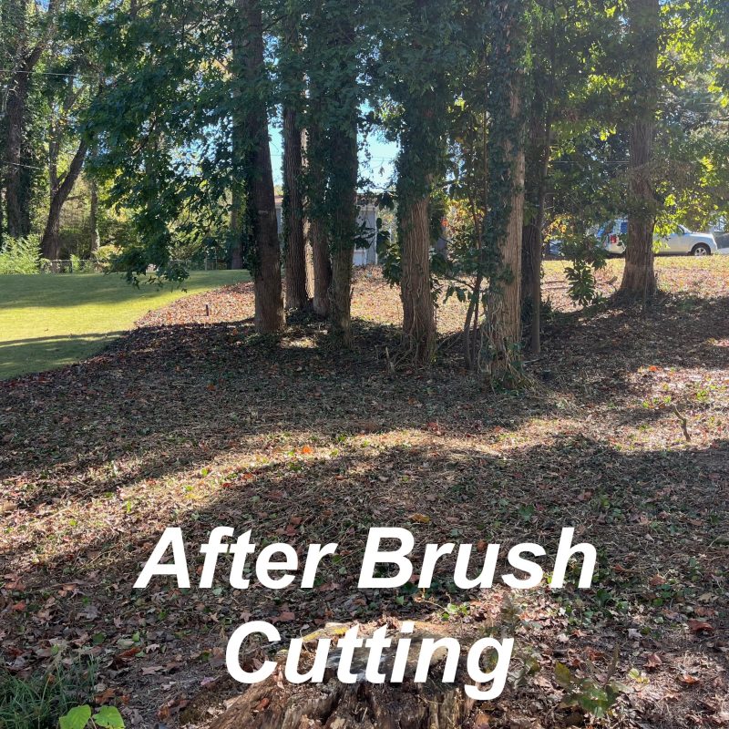 Withered Vines - 05b