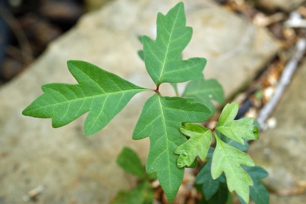 poison-oak Cropped